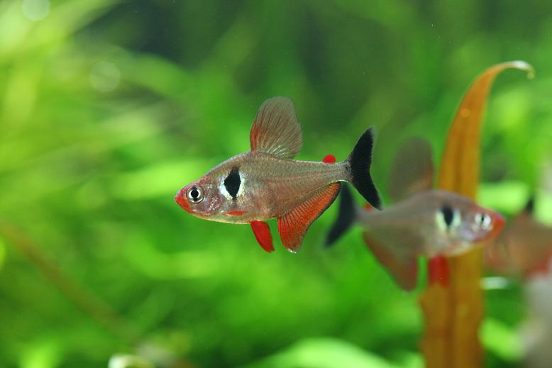 飼育44日目　ハイフェソブリコンsp. パンタナル